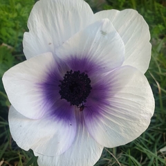 Anemone coronaria