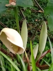 Monstera deliciosa