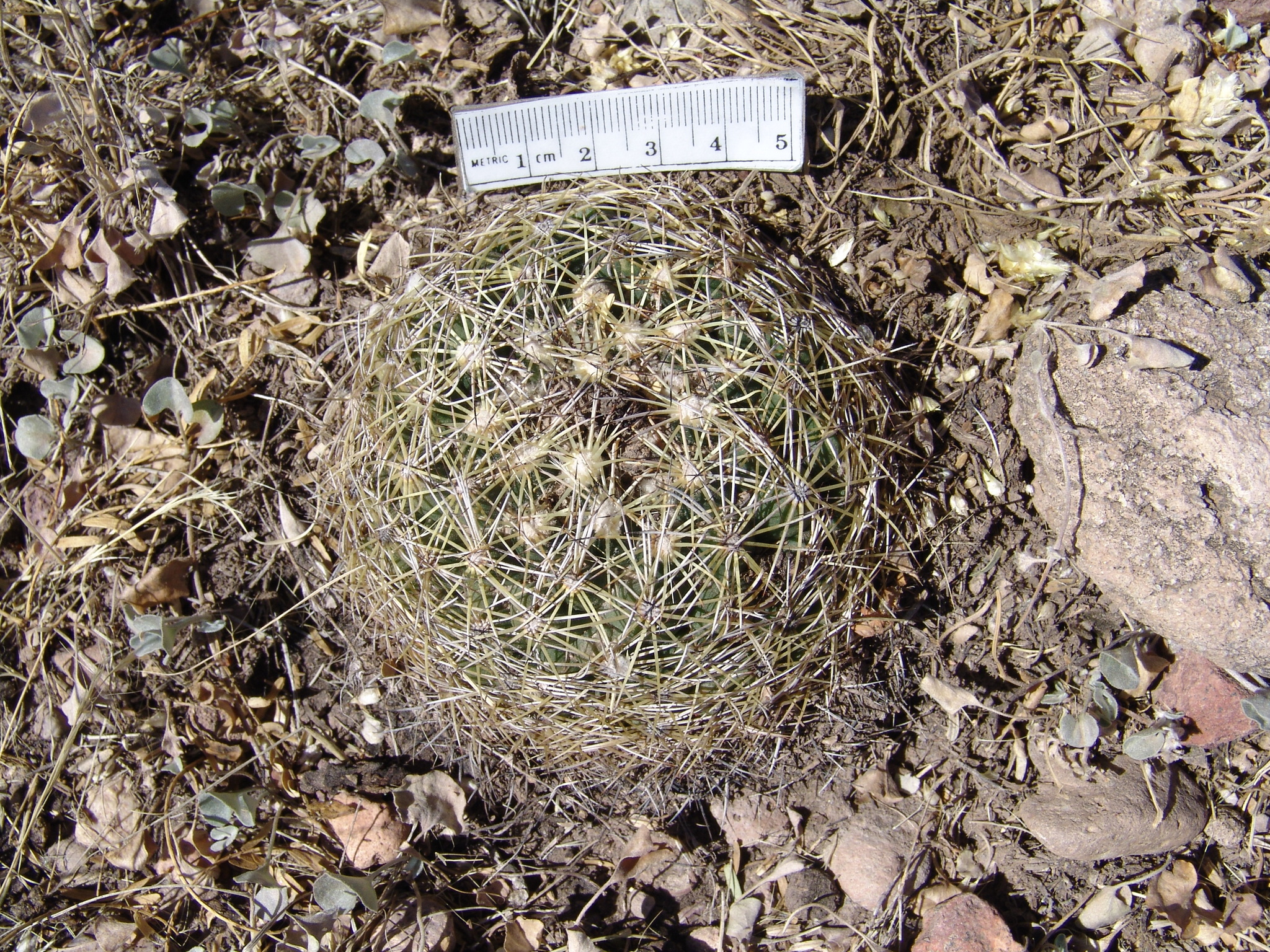 Coryphantha gracilis