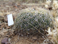 Coryphantha gracilis
