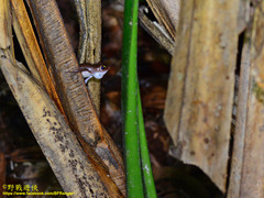 Polypedates colletti