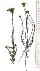 Helichrysum anomalum