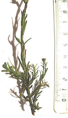 Helichrysum anomalum