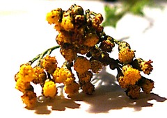 Helichrysum anomalum