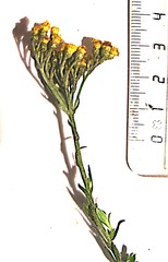 Helichrysum anomalum