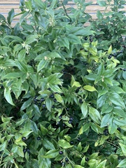 Sarcococca