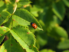 Cryptocephalus bipunctatus