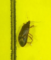 Lyctocoris