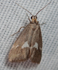 Cisthene liberomacula