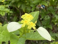 Pseudomussaenda flava