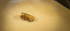 Noctuidae
