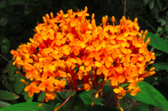Ixora congesta