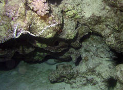 Myrichthys maculosus