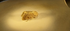 Noctuidae