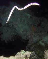 Myrichthys maculosus