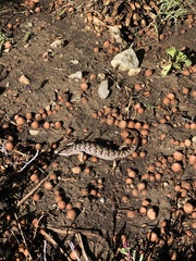 Elgaria multicarinata