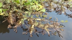 Neptunia oleracea