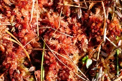 Sphagnum medium
