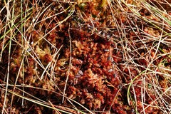 Sphagnum medium