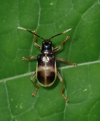 Paratriarius