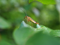 Panorpa connexa