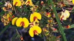 Bossiaea linophylla