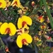 Yellow Bossiaea - Photo (c) dorperdave, some rights reserved (CC BY-NC)