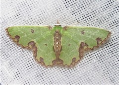 Synchlora xysteraria