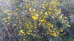 Bossiaea linophylla