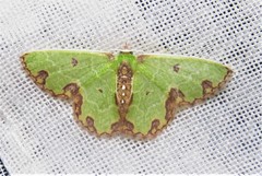 Synchlora xysteraria