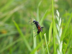 Macrophya annulata