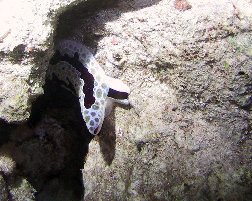 Grand Pleurobranch — seen at this dive site