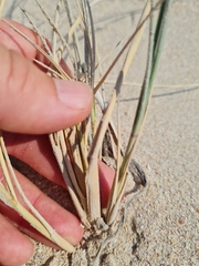 Thinopyrum distichum