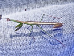 Stagmomantis nahua