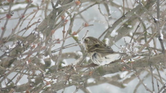 Haemorhous purpureus purpureus