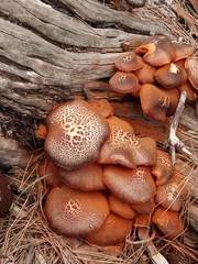 Gymnopilus thiersii