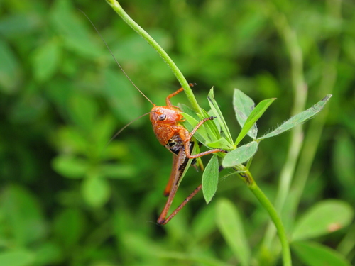 White-faced Bush-cricket, Абинский р-н, Краснодарский край, Россия, photo 8 of 10