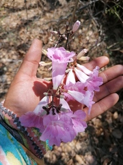 Fridericia chica