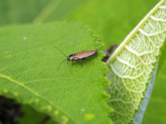 Ectobius erythronotus