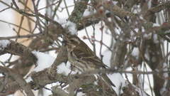 Haemorhous purpureus purpureus