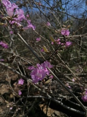 Fridericia chica