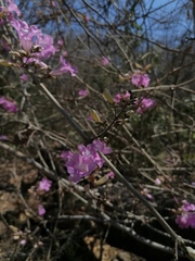 Fridericia chica
