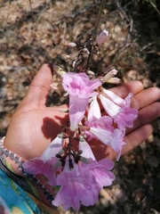 Fridericia chica