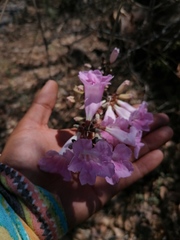 Fridericia chica