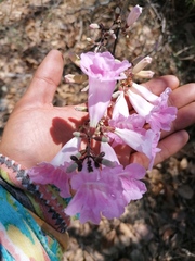 Fridericia chica
