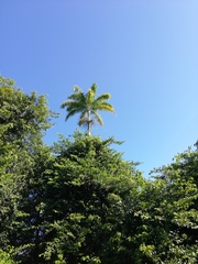 Roystonea dunlapiana