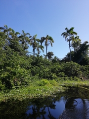 Roystonea dunlapiana