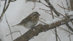 Haemorhous purpureus purpureus