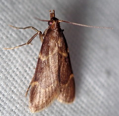 Aglossa electalis