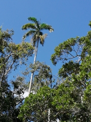 Roystonea dunlapiana